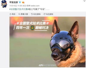 这只贴了创可贴的狗走红网络,连表情包都出了