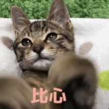 有没有可爱的比心表情包