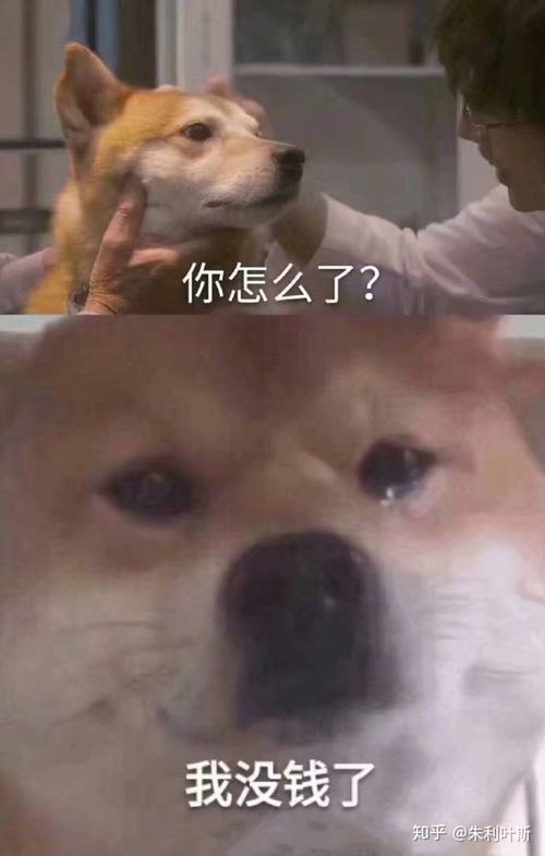 有哪些憨憨朋友圈文案让人看一次笑一次