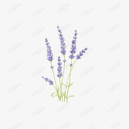 手绘薰衣草素材图片免费下载高清卡通手绘png千库网图片编号7343711