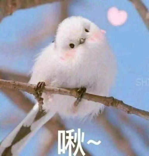 卖萌表情包小可爱头像