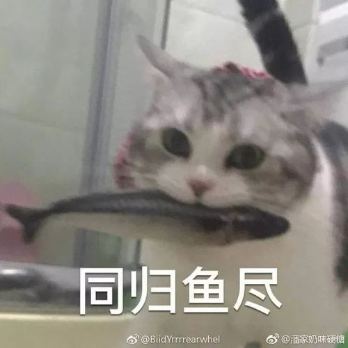 少妇微信聊天打错字,聊天记录震惊所有桂林人
