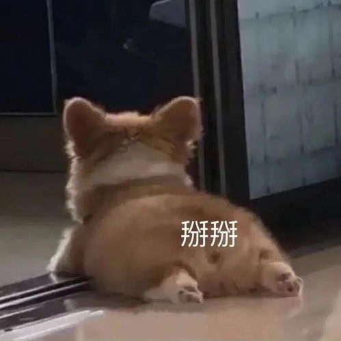 表情包一组沙雕可爱表情包要了狗命了