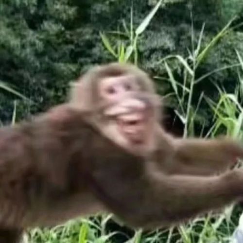 猴子笑露出牙齿表情包