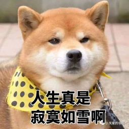 一波喵星人赶来,最新柴犬表情包萌翻你的小心脏