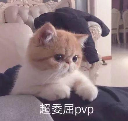 猪头表情包搞笑图片猫咪