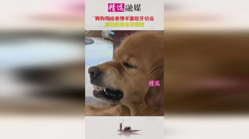 狗狗带娃表情丰富,咬牙切齿,原来奶爸也有烦恼