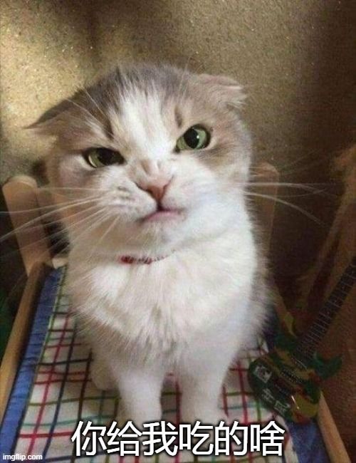 为什么给猫换了新粮之后它一直在猫粮盆前面扒拉