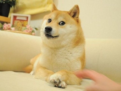 腾讯成功注册狗头表情包商标柴犬本尊刚过16岁生日