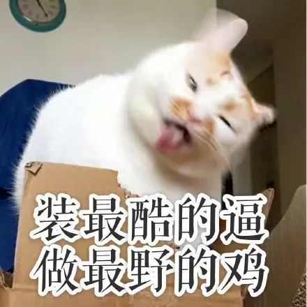 年度表情包汇总你想要的表情包都在这儿了