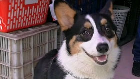 小柯基被摸得舒服到猥琐这个小表情萌死人啦不要停可爱到犯规