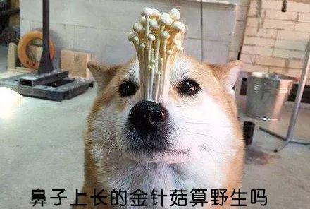 拒绝杠精,这15种东西狗狗真的不能吃