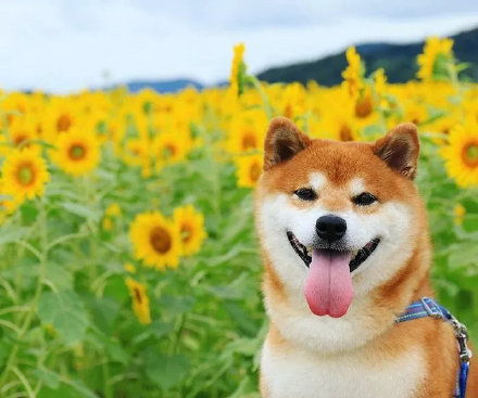 柴犬是土狗吗和土狗有什么区别