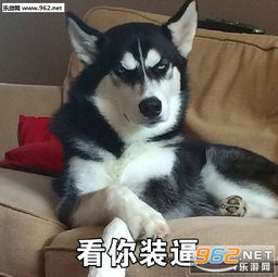 你再说一遍试试哈士奇威胁表情包代表太阳温暖你哈士奇蠢萌表情包下载乐游网游戏下载