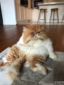 陈乔恩秀刀功,为爱猫剪毛发,结果猫的表情亮了