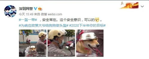 铁帽子汪表情包来了连汪星人都戴上了头盔,你的安排上了吗