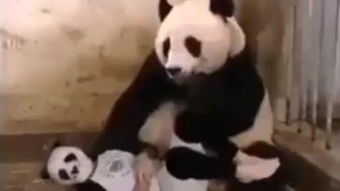 xiaoxiongmao