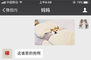 你敢发和父母的聊天记录吗