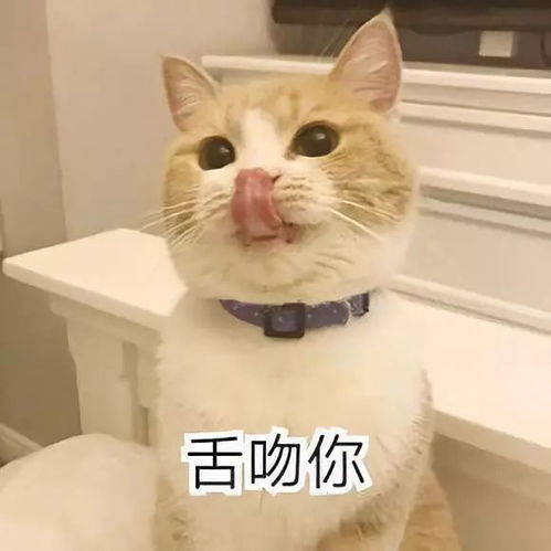 聊天怎能少了表情包呢一大波表情包来袭生活