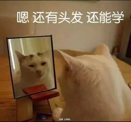 放弃幻想,早日上岸