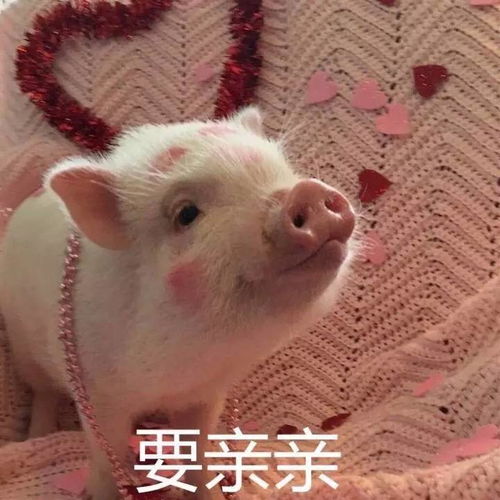 赵丽颖谢娜张含韵...她们能成为好闺蜜的原因竟然是这个
