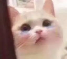 表情包猛男专用喵咪表情包