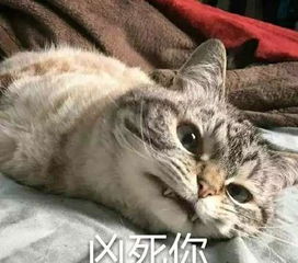 好气哦表情包图片大全猫咪
