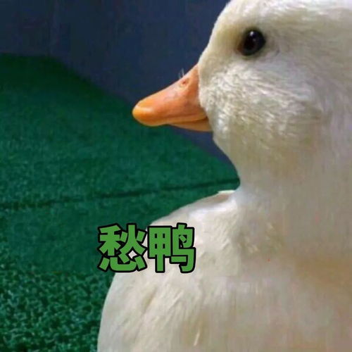 骂胖子表情包鸭子