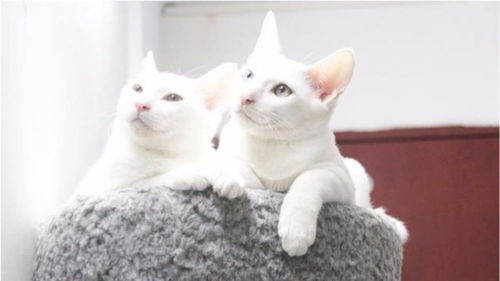 这两只猫火了,表情超级无敌贱萌贱萌的,我重复地看了好几十遍