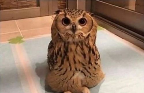 杰哥表情包让我康康小猫头鹰