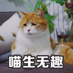 关于黑洞,中外网友有一场表情包大战