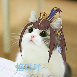 剑网三要抱抱表情包这些猫长得好萝莉