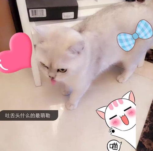 疯狂的动物表情包迷恋