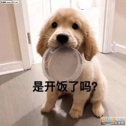 让我爱他表情包果断就会白给表情包下载乐游网游戏下载