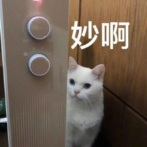 每日可爱表情包理我一下,不然我很尴尬