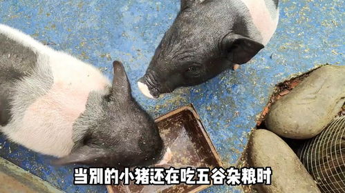 全网最像人的小香猪元宝,跟主人无障碍交流,还会自己洗澡上厕所