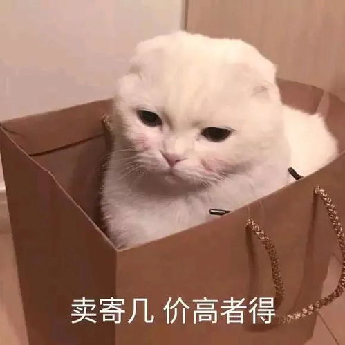 双非学生处在留学鄙视链低端