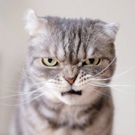 卖萌猫可怜猫见怪不怪了看看这只凶猫算得上表情猫里的代表了