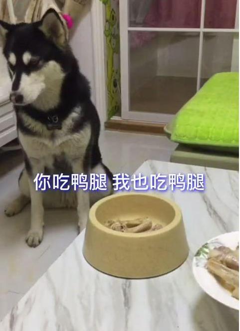 哈士奇遇到这样懒的宠主,三个月没赚到钱,准备把二哈炖了