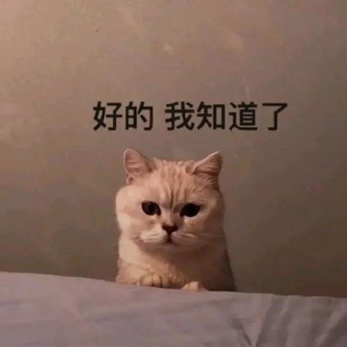 表情包能不能解救一下我的无聊