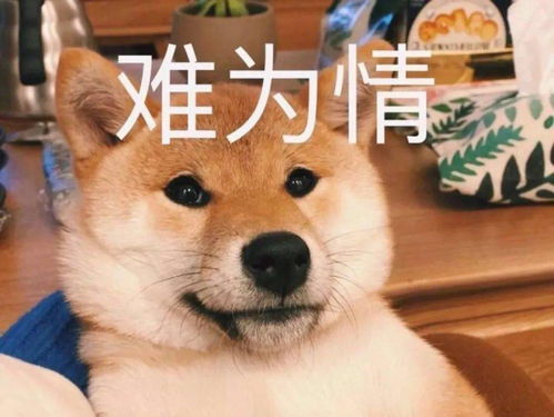 今日表情推荐,17