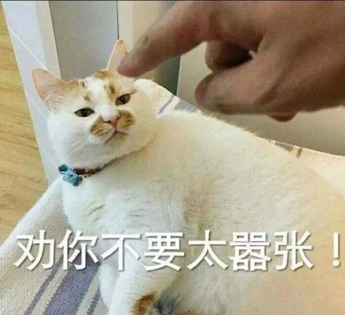 日常吸猫系列表情包,废猫扶不上墙