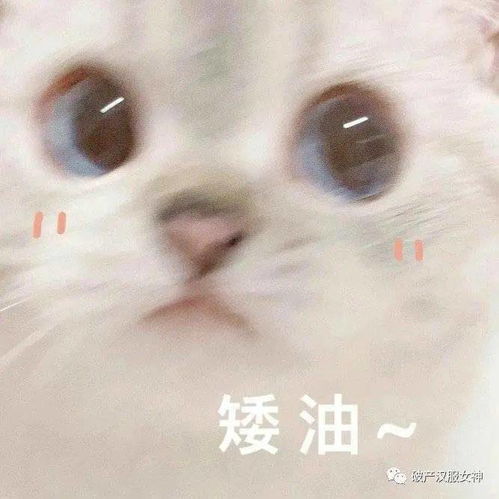 11月19日表情包合集