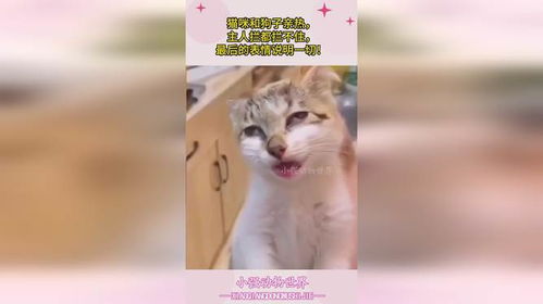 猫咪和狗子亲热,主人拦都拦不住,最后的表情说明一切