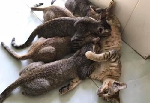 猫妈妈瘦弱不堪,还在给身形一样的猫宝们喂奶,母爱真的很伟大