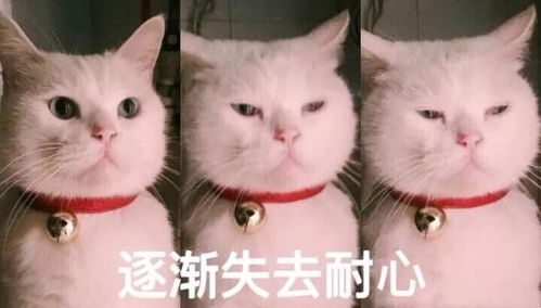 零下莱州已冻成南极西湖则被冷成莱州