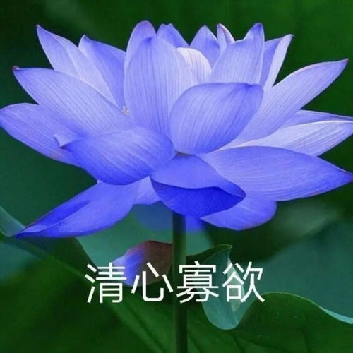 你找了很久的中老年潮流头像