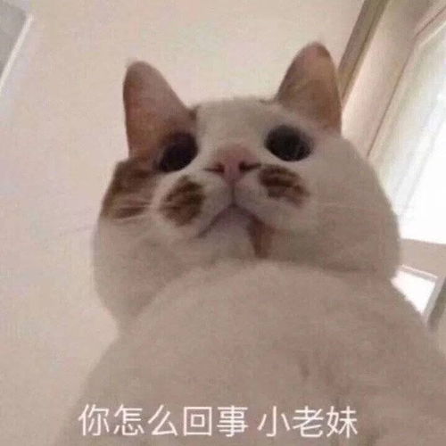 有哪些可爱的猫猫表情包