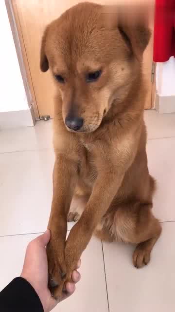 狗肉馆老板给金毛介绍对象,接下来金毛露出的表情,看一次笑一次
