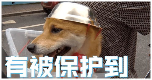 笑喷大爷骑车给狗子戴自制头盔